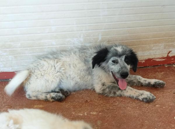 🐾💛 Dado meraviglioso cucciolo cerca famiglia 💕🧑🏻‍🧑🏻‍🧒🏻 Foto 9